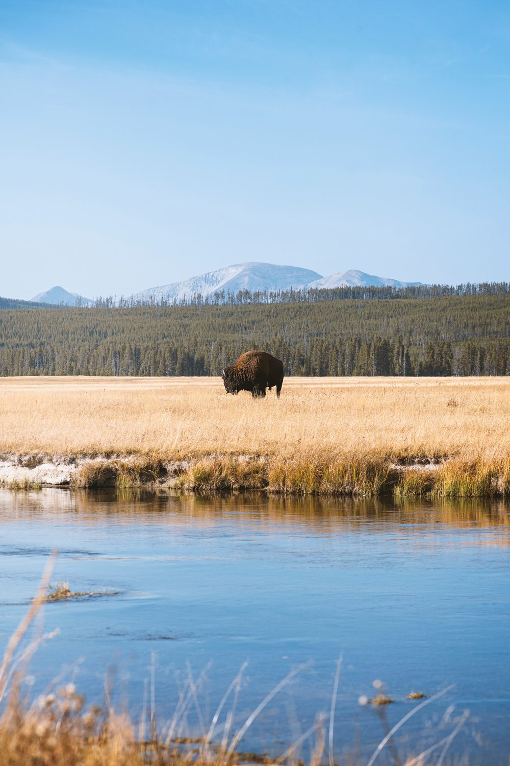 A bison grazing in golden grass beside a river in Yellowstone, snow-dusted mountains behind